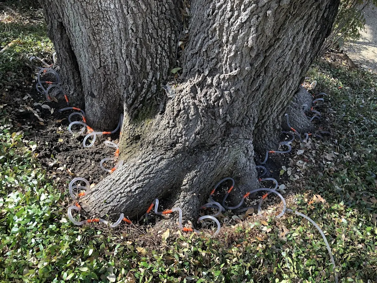 Detailed Tree Cabling and Bracing job site in Hickory Hills