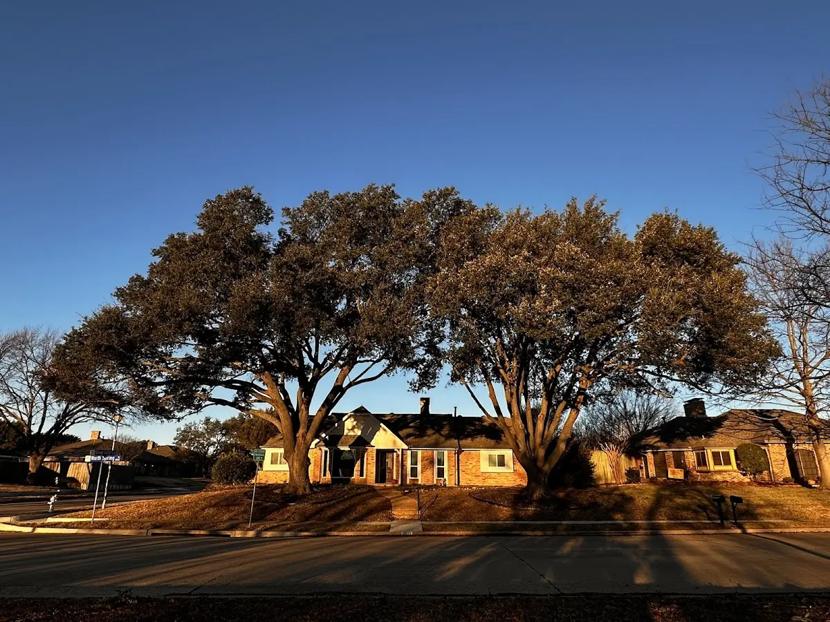 Established residential canopy tree shading a home in Hickory Hills